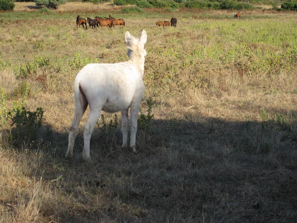 הוילה אולביה Agriturismo Cabu Abbas מראה חיצוני תמונה